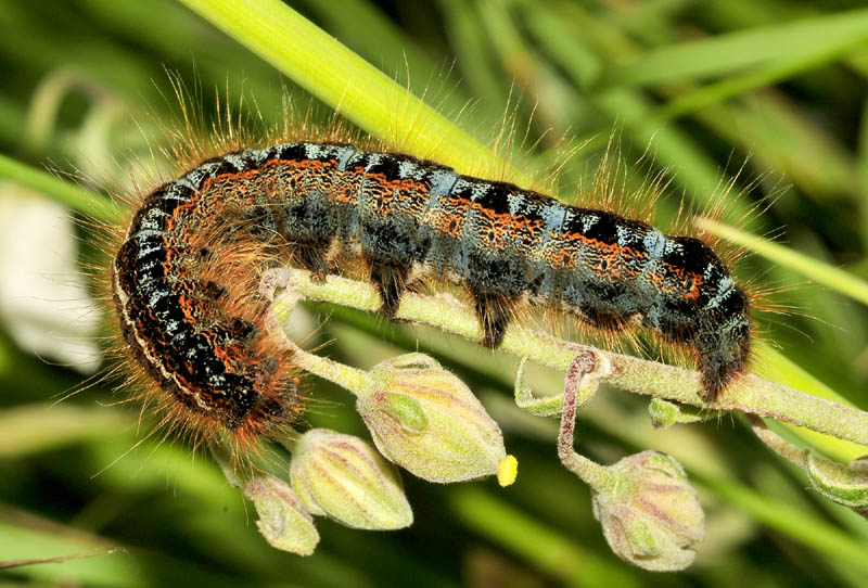 Ciclo vitale di Malacosoma castrense